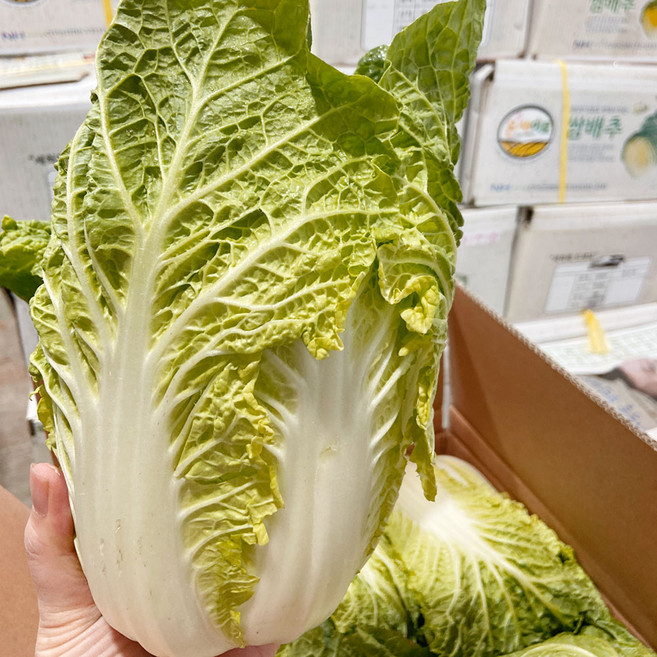 고랭지 알배기배추 쌈배추 배추, 1박스, 2kg