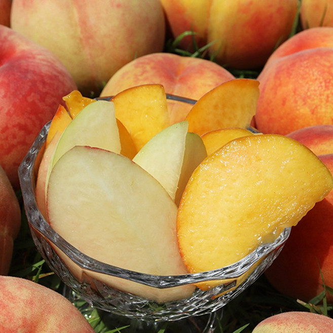 명인 이천 장호원 햇사레 고당도 황도/백도복숭아, 황도복숭아, 1개