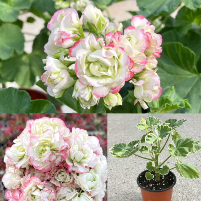 화이트링제라늄 애플블라썸 2개세트 유럽제라늄, 2개