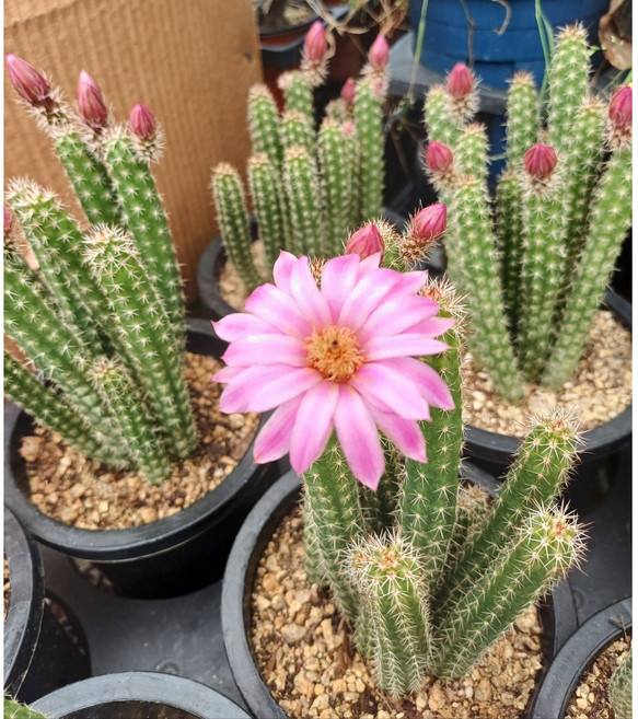 행복한꽃순이//포켈제리선인장/분홍/막대, 1개, 분홍