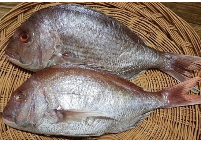 동해바다 해풍 자연건조 반건조 생선, 2개, 반건조생선(단품)참돔(도미), 23~26cm