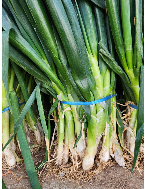 국산 대파 흙대파 1kg 3kg 5kg, 1개