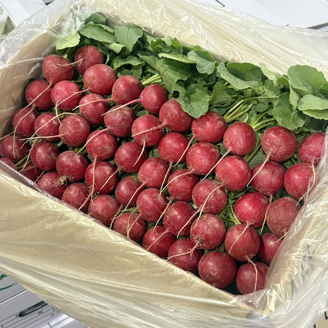농진사 적환 레디쉬 빨간무 적환무 샐러드채소, 1개, 2kg (100알)