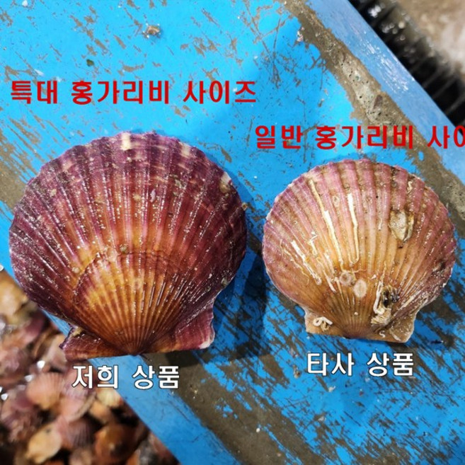 [로얄 왕특대 사이즈 재구매율이 높은 햇 홍가리비] 국내산 통영 활 홍가리비 왕특대 사이즈 실패없는 활 홍가리비 수확 배송 신선도 보장, 1박스, 로얄 특대 홍가리비 4kg