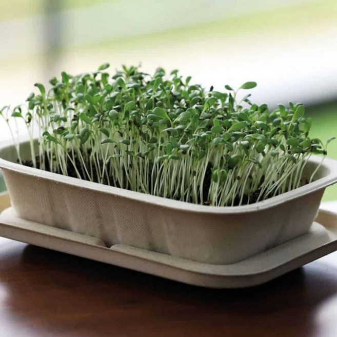 새싹채소 알파파 식물기르기 화분만들기키트, 단일상품0, 1개