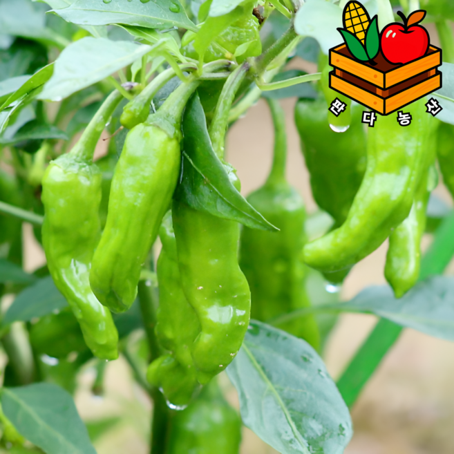 당일경매 비교불가 안매운 못난이 꽈리고추, 1박스, 1kg(상품)