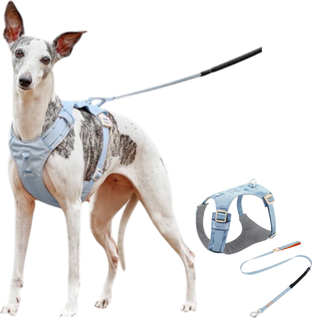 요리죠리하우스 쭈랜드 하네스 리드줄세트 소중대형견, 스카이블루, 1개