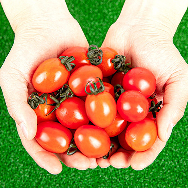 스테비아방울토마토 토망고 다이어트과일 자달토마토, 1kg, 1개