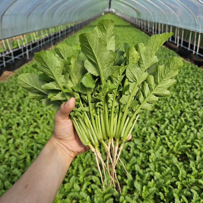 [철원 꿀야채] 어린열무 산지직송, 1개, 2kg