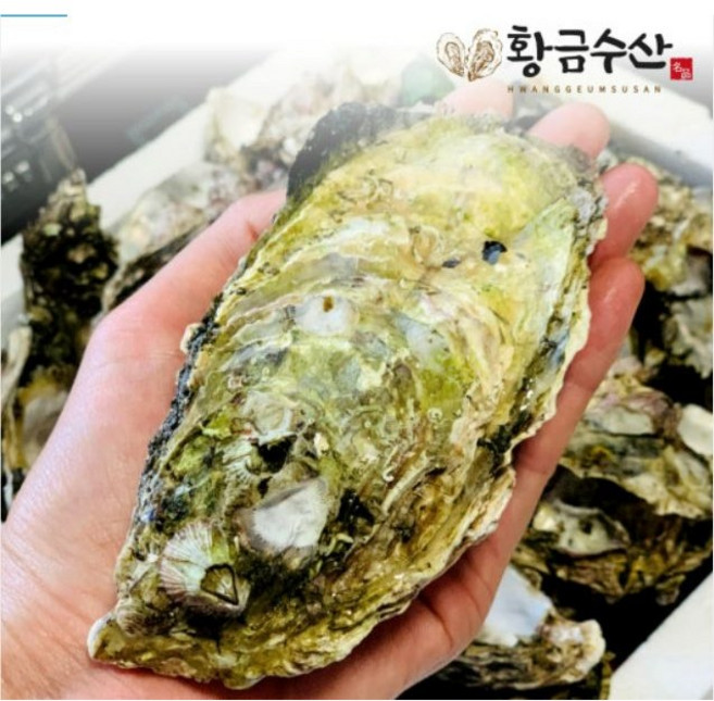 산지직송 통영 명품 석화 굴 하프셀 5kg 10kg, 90미, 1개