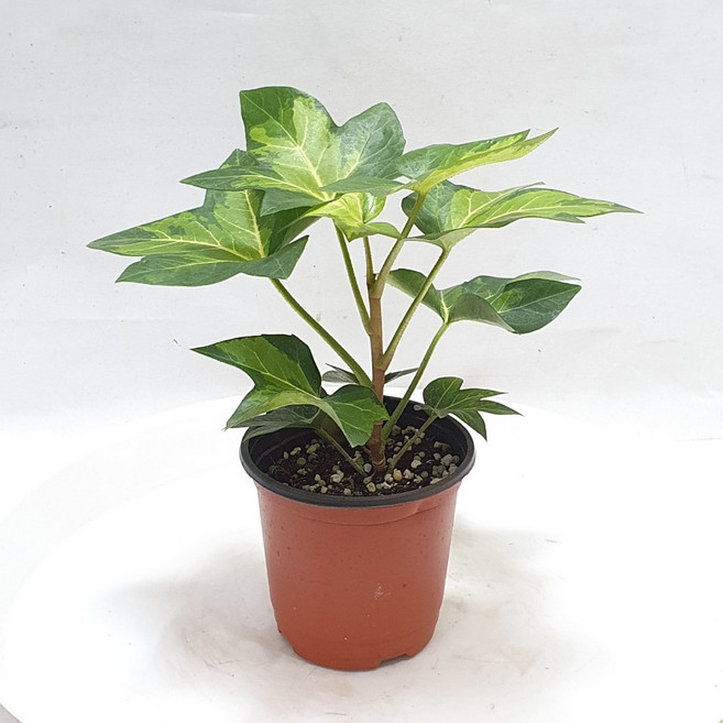 펫츠헤데라 아네미케 무늬아이비 무늬종 공기정화식물 공룡꽃식물원, 1개, .