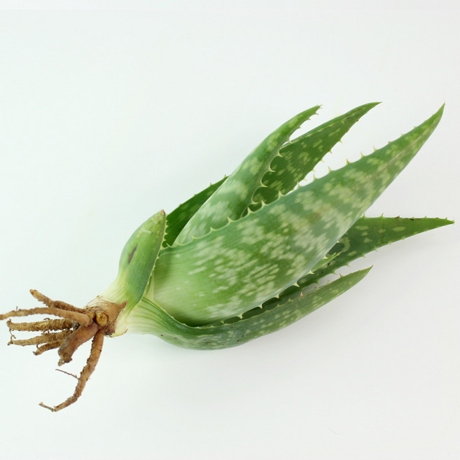 유기농 알로에 사포나리아 모종 식용 취미 공기정화식물, 1개