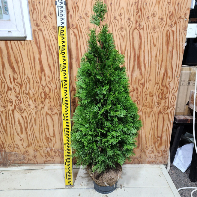 에메랄드그린 묘목 80cm 나무 서산조경마켓, 1개