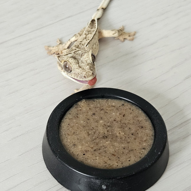 JIF 크레스티드 게코 플라스톤 밥그릇, 블랙(소), 1개