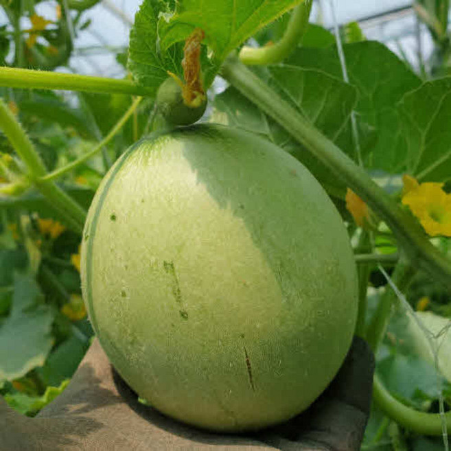 장아찌용 아기멜론 장아찌메론 한박스 10kg 가득, 1개