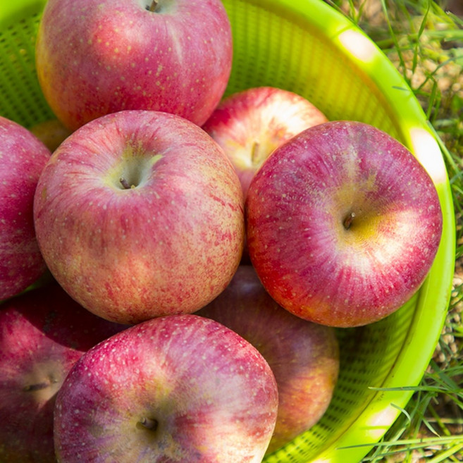 맛있는 부사 사과 주스용, 1개
