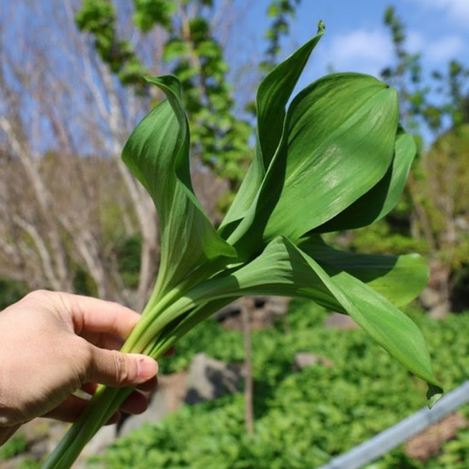울릉도 명이나물 생명이나물 산나물 산마늘 300g, 없음