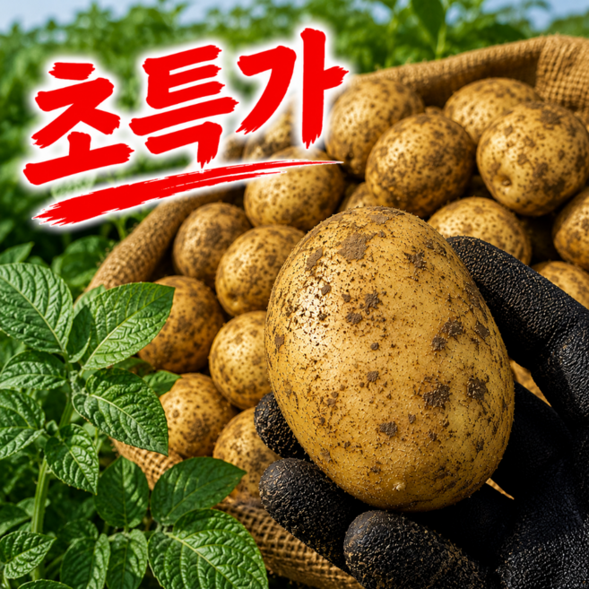 [첫수확특가] 국내산 햇감자 특대 대, 1박스, 대 5kg