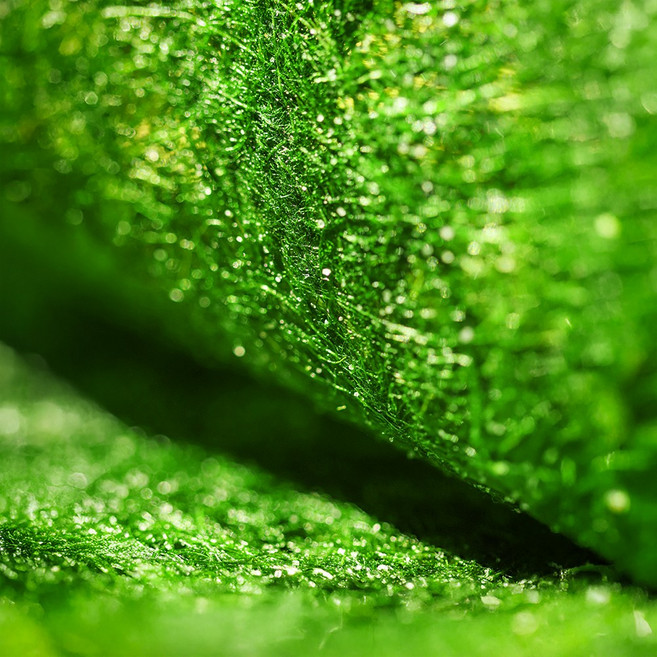 구운 조미 감태 김 미슐랭 레스토랑 납품용, 1개, 6장