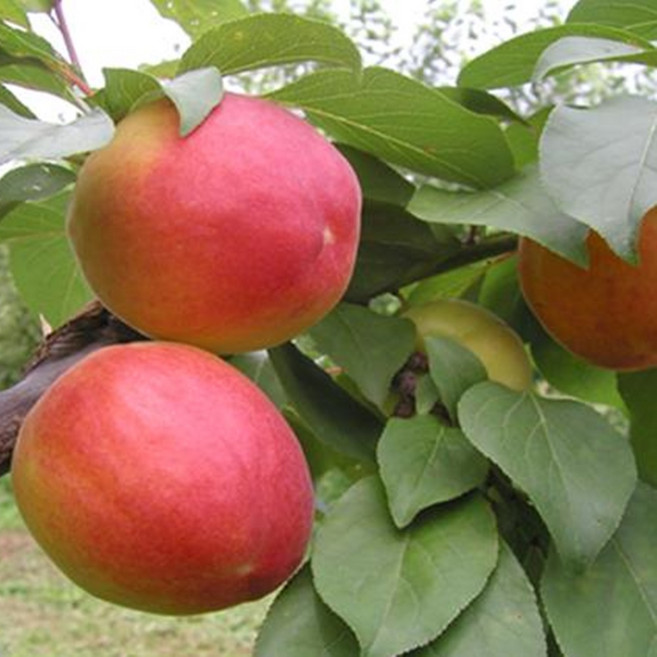 플럼코트 심포니 대왕 살구나무묘목, (플럼코트살구나무), 1개