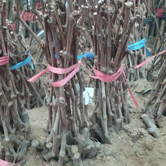 [경북농원] 포도나무 삽목묘 접목묘 /캠벨/거봉/머루포도(MBA)/샤인머스켓/블랙사파이어, 거봉 삽목1년생, 1개 - 쿠팡