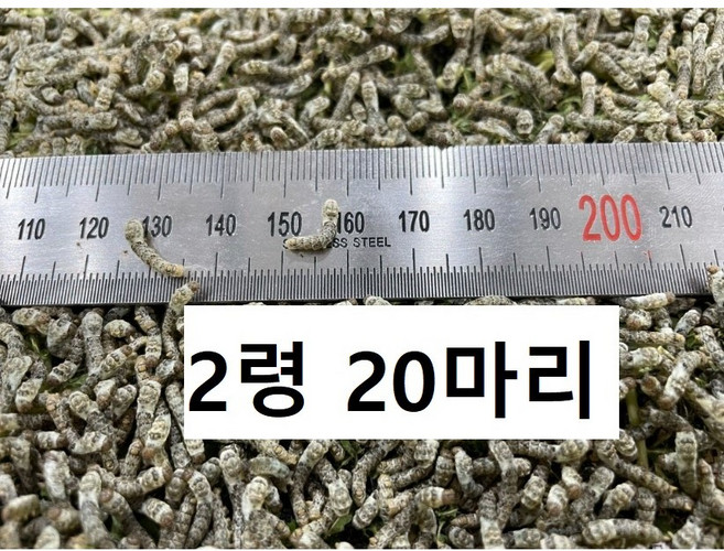 하이농장 파충류 먹이 먹이용 누에 뽕잎 살아있는 누에 도마뱀 먹이 크레스티드게코 먹이 20마리, 500mg, 1개