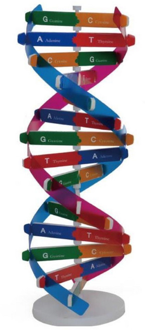 분자구조 DNA개념학습 유전자 입체모형 만들기 복제 생명 과학실