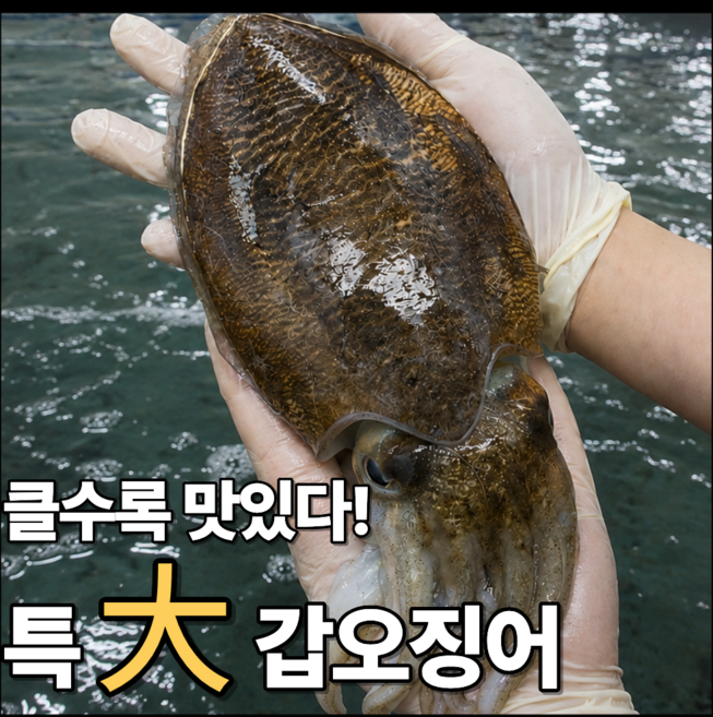 [신선도보장] 클수록맛있다 특대왕 생물 갑오징어, 1개, 대1kg(5미내외)