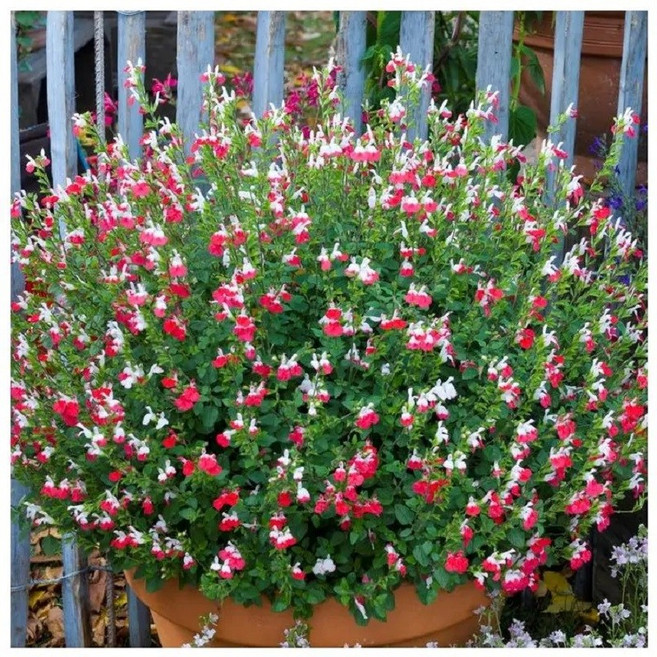 꽃심야생화 핫립세이지-허브 10cm화분묘 3개묶음 노지월동다년초, 1개