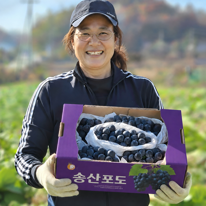 4위 - [상위1%생산자직송] 초고당도 화성 송산 캠벨포도, 1박스, 2kg (4-6수)