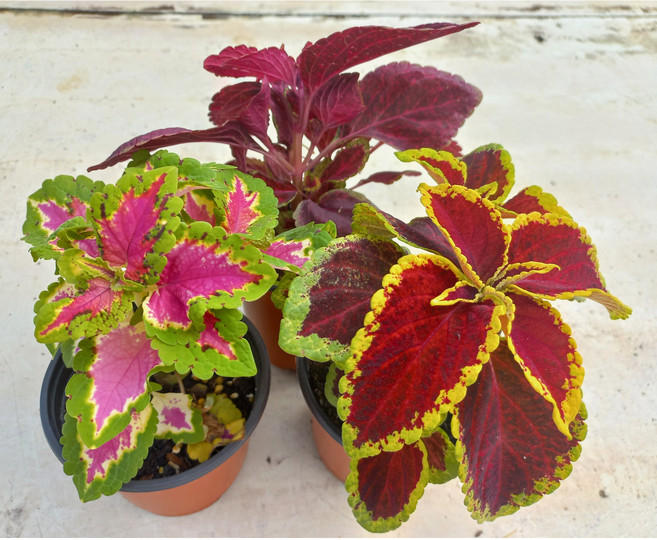 콜레우스 3종 호리우스 콜리우스 미니화분 공기정화 토분 풀잎이야기, ① 콜레우스 올레드, 1개