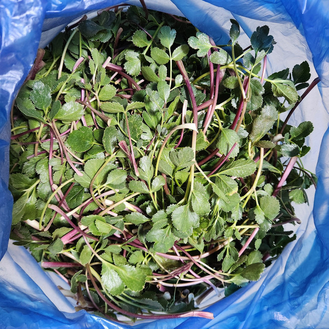 국내산 신선한 노지 방풍나물 제철나물 봄나물, 500g