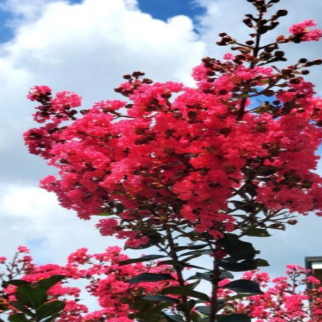 순희농장 배롱나무핑크벨로 배롱나무 핑크벨로 화분 개화주 키80~130cm 신품종 핑크벨로 분흥색 여름꽃, 배롱나무핑크벨로화분 80~130-cm 1개