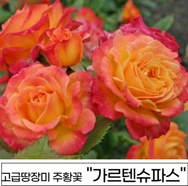 장미나무 3년생 1-2지 독일장미 사계장미 땅장미 정원장미, 1개