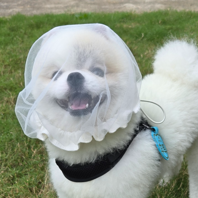 클라우더 강아지 페이스커버 양봉 스타일 진드기 해충 취식방지 얼굴망, 1개, 아이보리