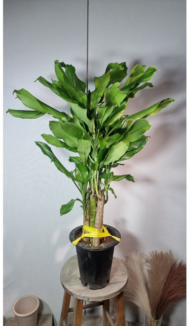 서비내 황금죽 높이 80CM 이상 플랜테리어 돈들어오는 식물 인테리어 식물 개업선물, 1개, 수량