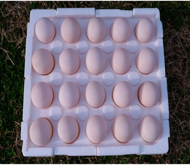 기러기알 맛과 영양이, 80g, 20개 - 쿠팡