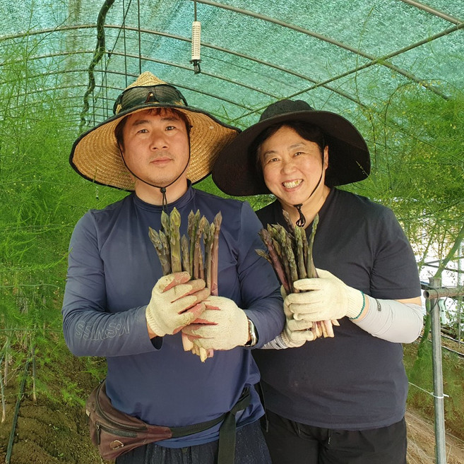 유기농 자색 아스파라거스, 500g, 1박스