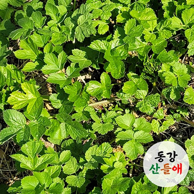 동강산들애 강원도 정선 고랭지 어수리 나물 500g 1kg 생어수리 어수리 봄나물, 1개