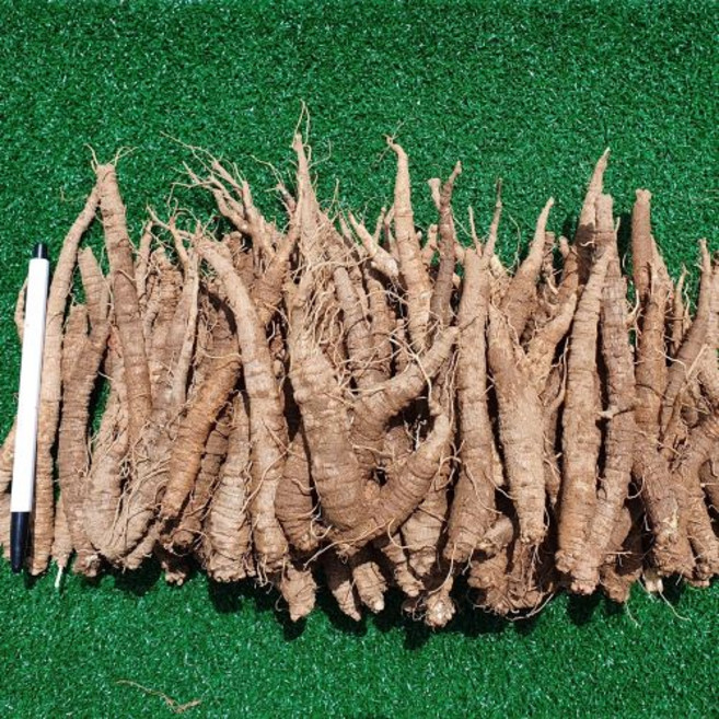 원도오빠 6년근 강원도 정선 산더덕 특품더덕 (햇더덕), 1개, 가정용(하품) 1키로(80~100개)