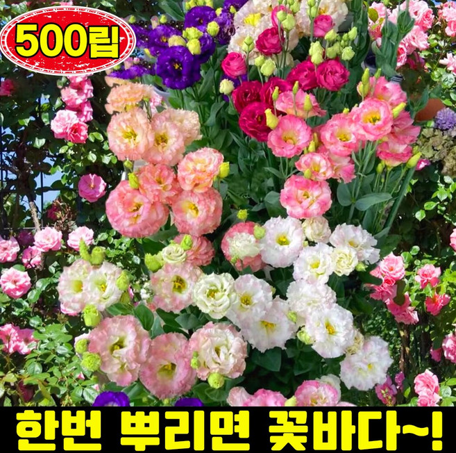 [한번 뿌리면 꽃바다!] 500/1000 리시안셔스 씨앗 모종 꽃도라지 씨앗 종자 베란다 정원 관상용 꽃씨 고발아율 혼합색상, 500개