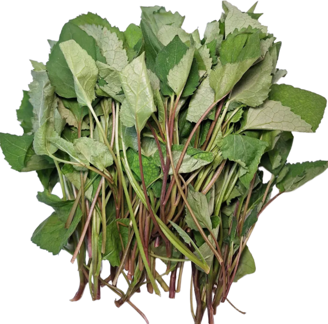 [백화점 납품] 참취나물 국내산 참취나물 국산 취나물 무침 볶음 요리용 생취나물 봄나물, 1kg, 1개