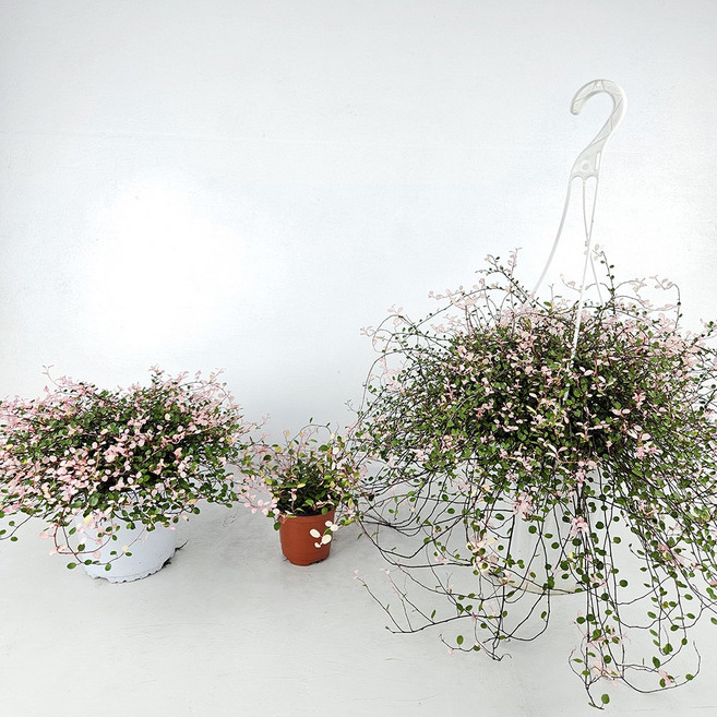 아비가든 핑크트리안+받침세트 3사이즈 핑크브리즈 공기정화 키우기쉬운식물, 1개, 소품+받침