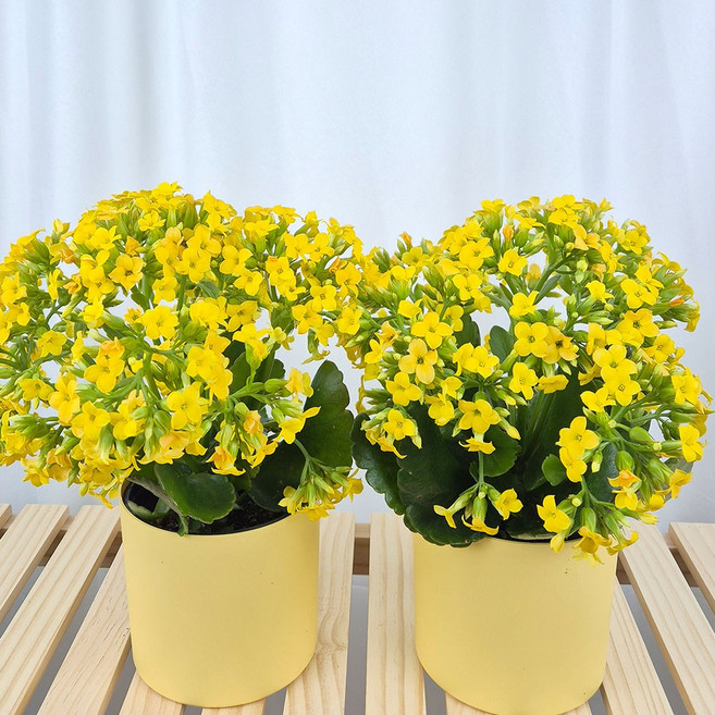 아비가든 봄맞이 특별구성 카랑코에+간편포트 화분세트 2종 키우기쉬운 꽃 다육식물, 2개, 노랑+노랑