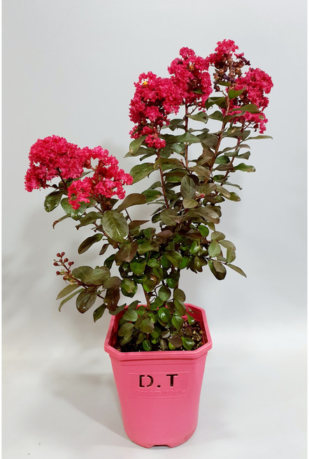 배롱나무 목백일홍 무카 DT 7호 화분묘 왜성종 신품종 무카 묘목 조경수 모종, 1개