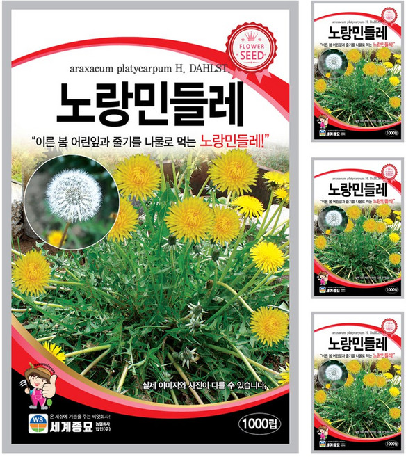 민들레 노랑 씨앗 꽃씨 1000립 꽃씨앗 세계종묘 모칸도, 4개