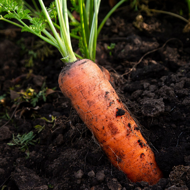 친환경 유기농 못난이 당근 즙용 2kg 3kg, 1박스