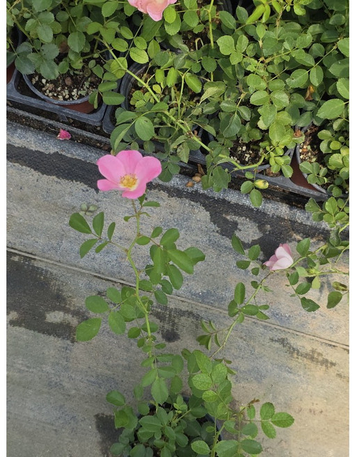 웨딩찔레(노지월동가능) 꽃이 피고지고해요, 1개