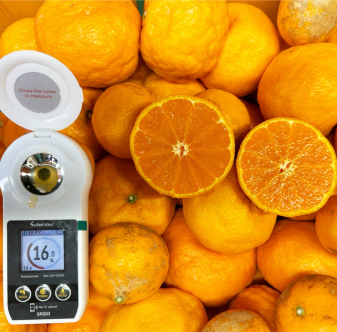 카라향 고당도 제주 카라향 실속형 가정용 못난이 카라향, 1박스, 못난이 카라향 10kg