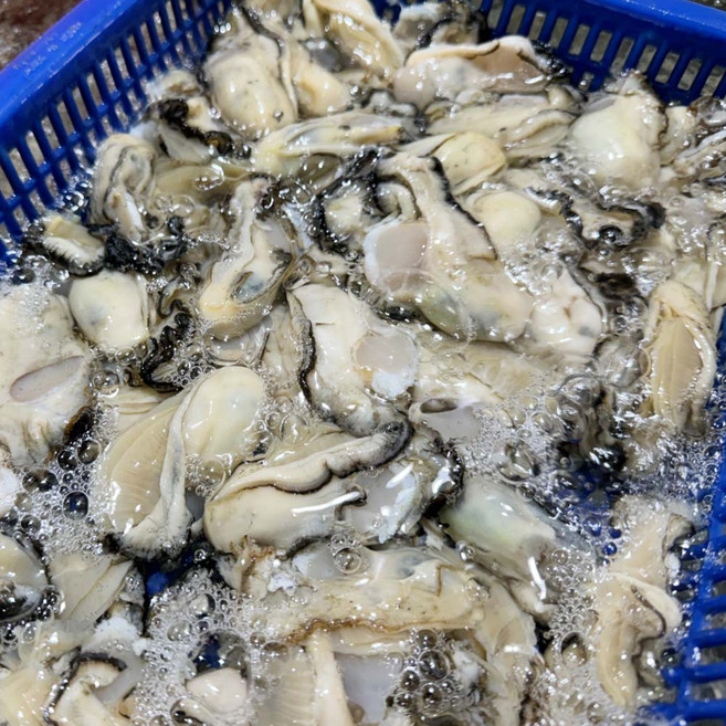 청정바다 통영 산지직송 생굴 1kg 깐굴, 1개, 중굴 1kg